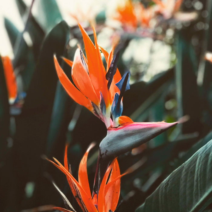 Planta